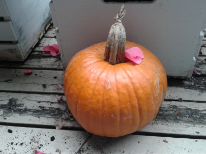 Pumpkin in front of white crate